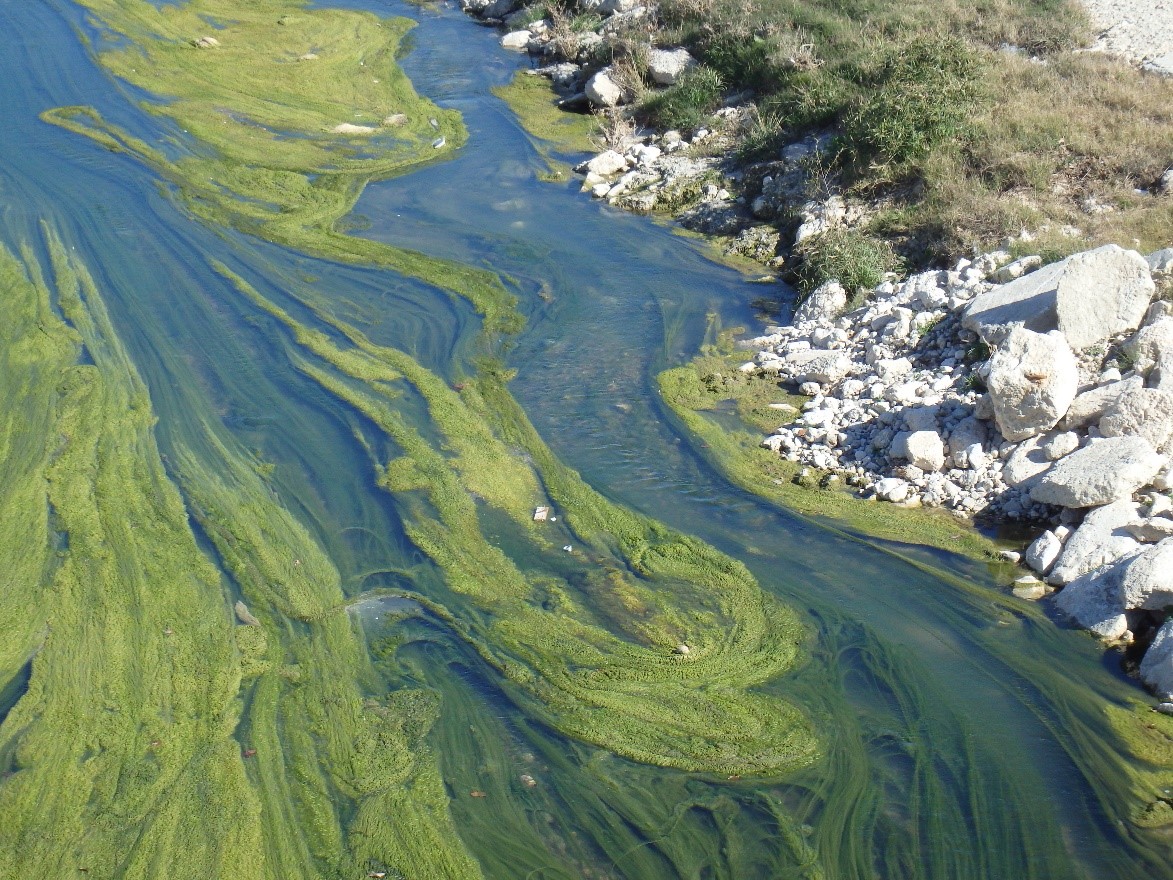 Algae Facts Clearing Up Myths Through Education San Antonio River