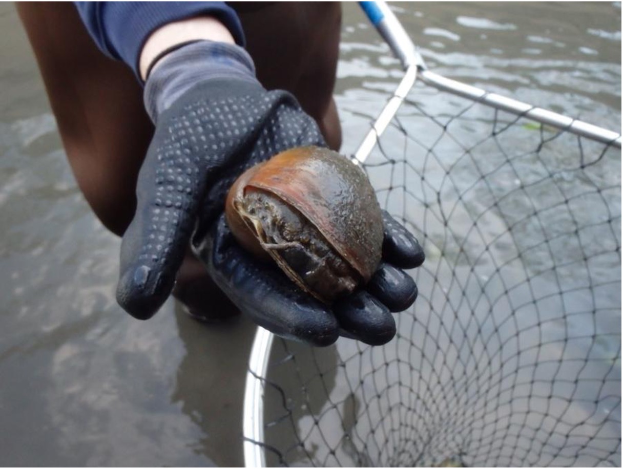 A hand holds a large apple snail discovered in the San Antonio River.