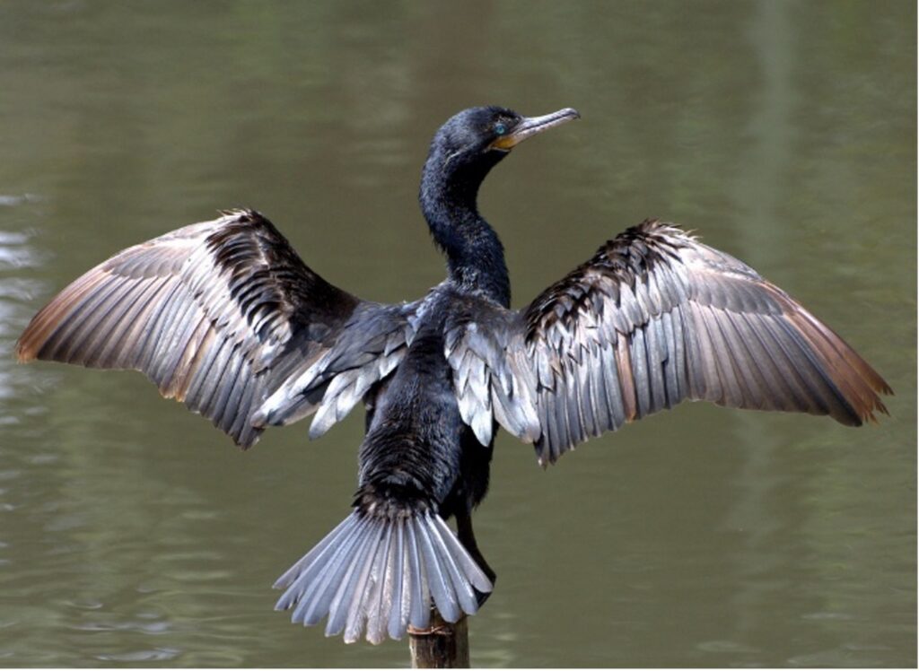 Neotropic Cormorant bird with wings outstretched