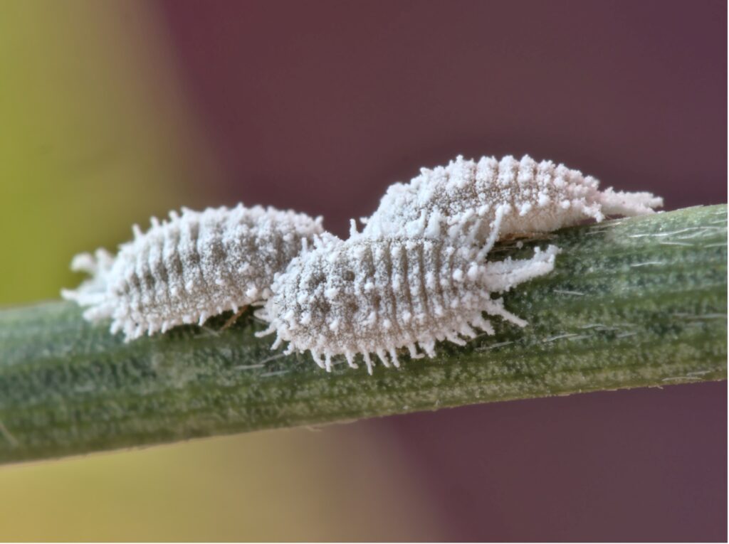 Close up view of three cochineals (Dactylopius coccus)