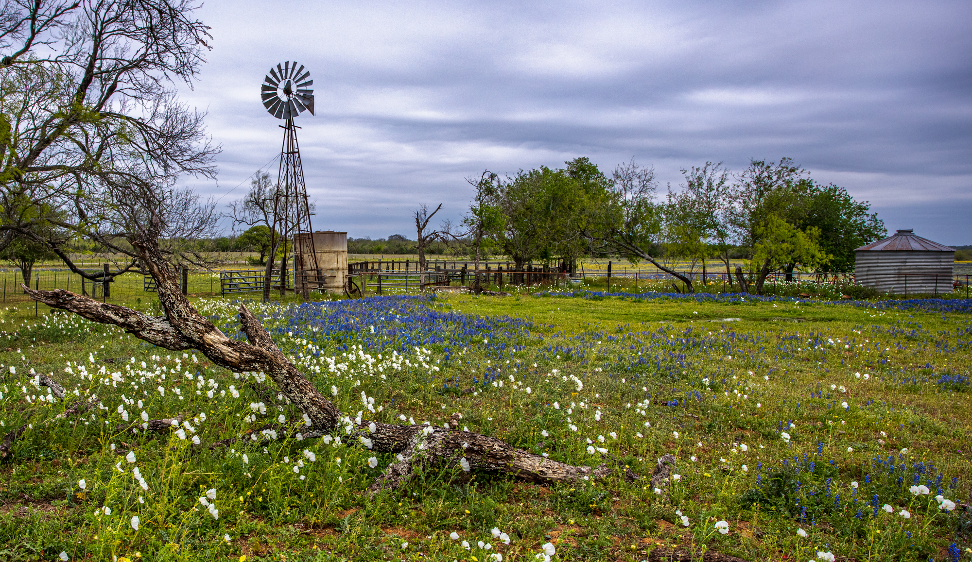 Farm and large tree branch are surrounded in an open field of bluebonnets and wildflowers 