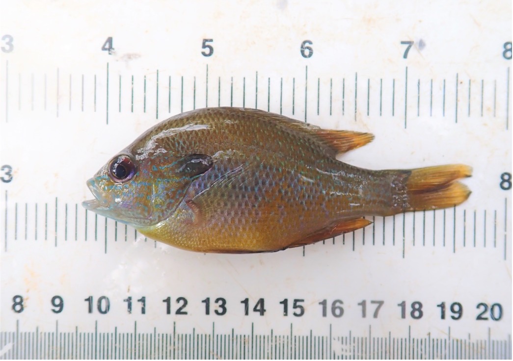 A native species- the Longear Sunfish (Lepomis megalotis) - was identified by River Authority aquatic biologists during surveys conducted in 2021.