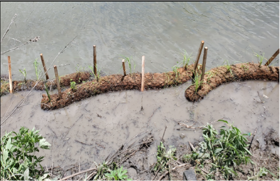One of the techniques used to increase aquatic plant growth and improve habitat quality is coir logs (pictured here). These large and interwoven plant masses have successfully stabilized riverbanks during flooding events.