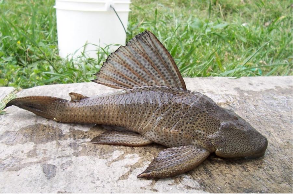 The armored catfish pictured here is an invasive species in the San Antonio River Basin.