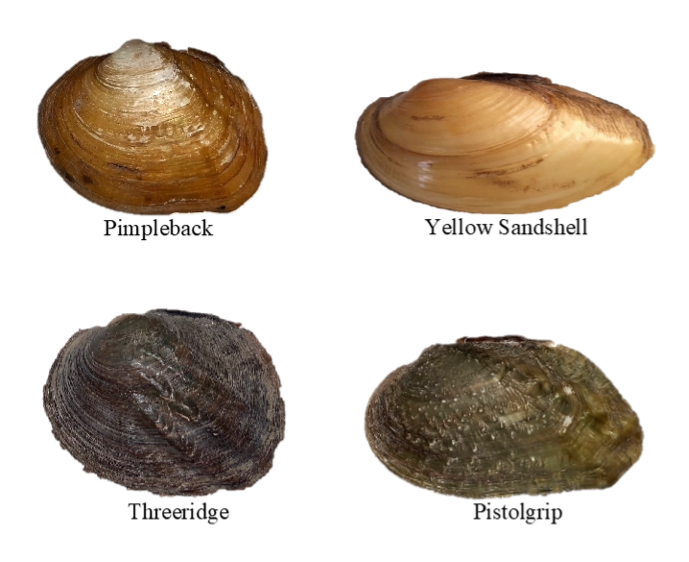 From top left to right: Pimpleback Mussel, Yellow Sandshell mussel. Bottom left: Threeridge Mussel, bottom right: pistolgrip mussel