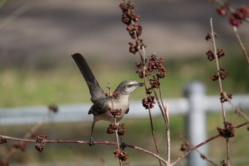 Mockingbird perched on a branch