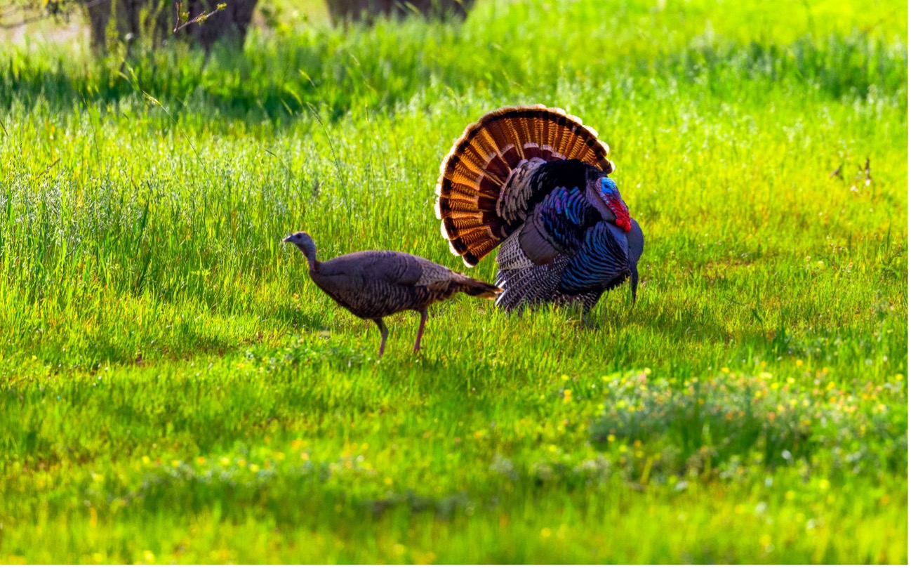 From Field to Flies: How to Utilize Wild Turkey Feathers