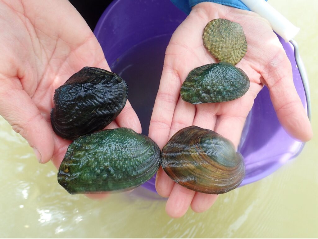 A hand hold various sizes and different kinds of mussels