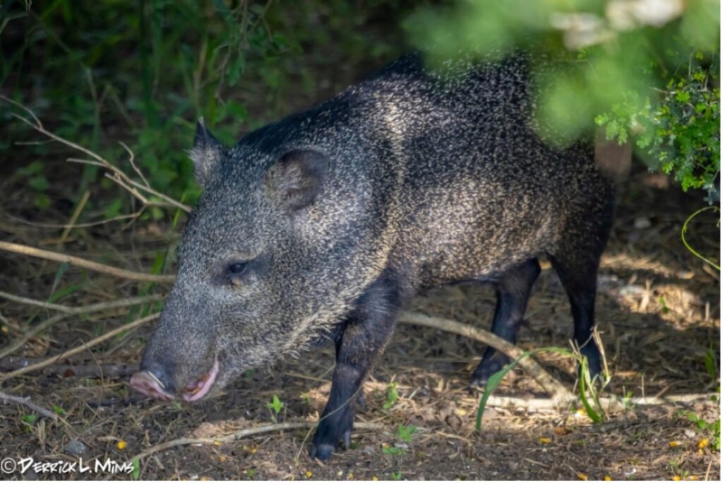 Javelina