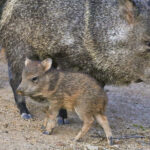 Javelinas in the desert