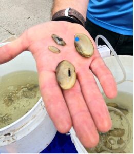 A hand holds four mussels