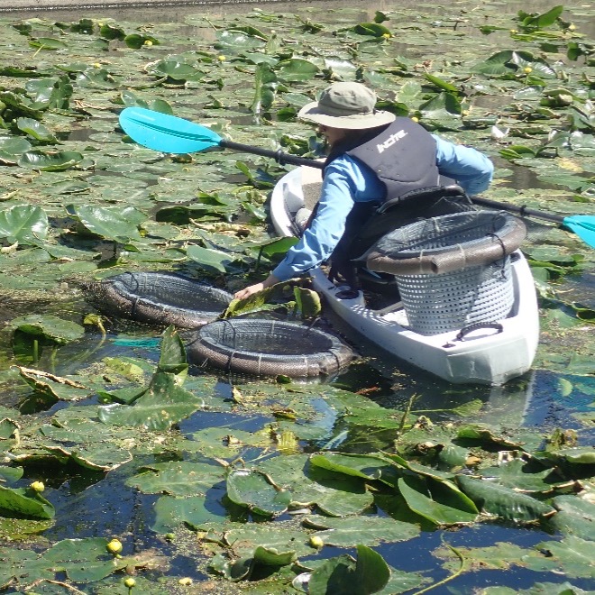 River Authority Biologist places mussel baskets in river.