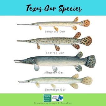 How to spot a Spotted Gar visual chart