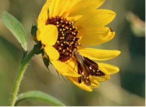 A moth pollinates a sunflower