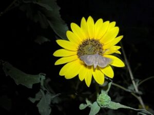 A moth pollinates a sunflower