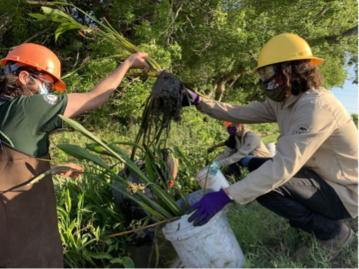 Team collects native arrowhead plants 