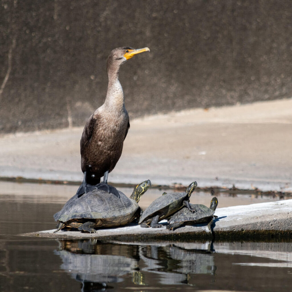 A Cormorant perched on top of turtles
