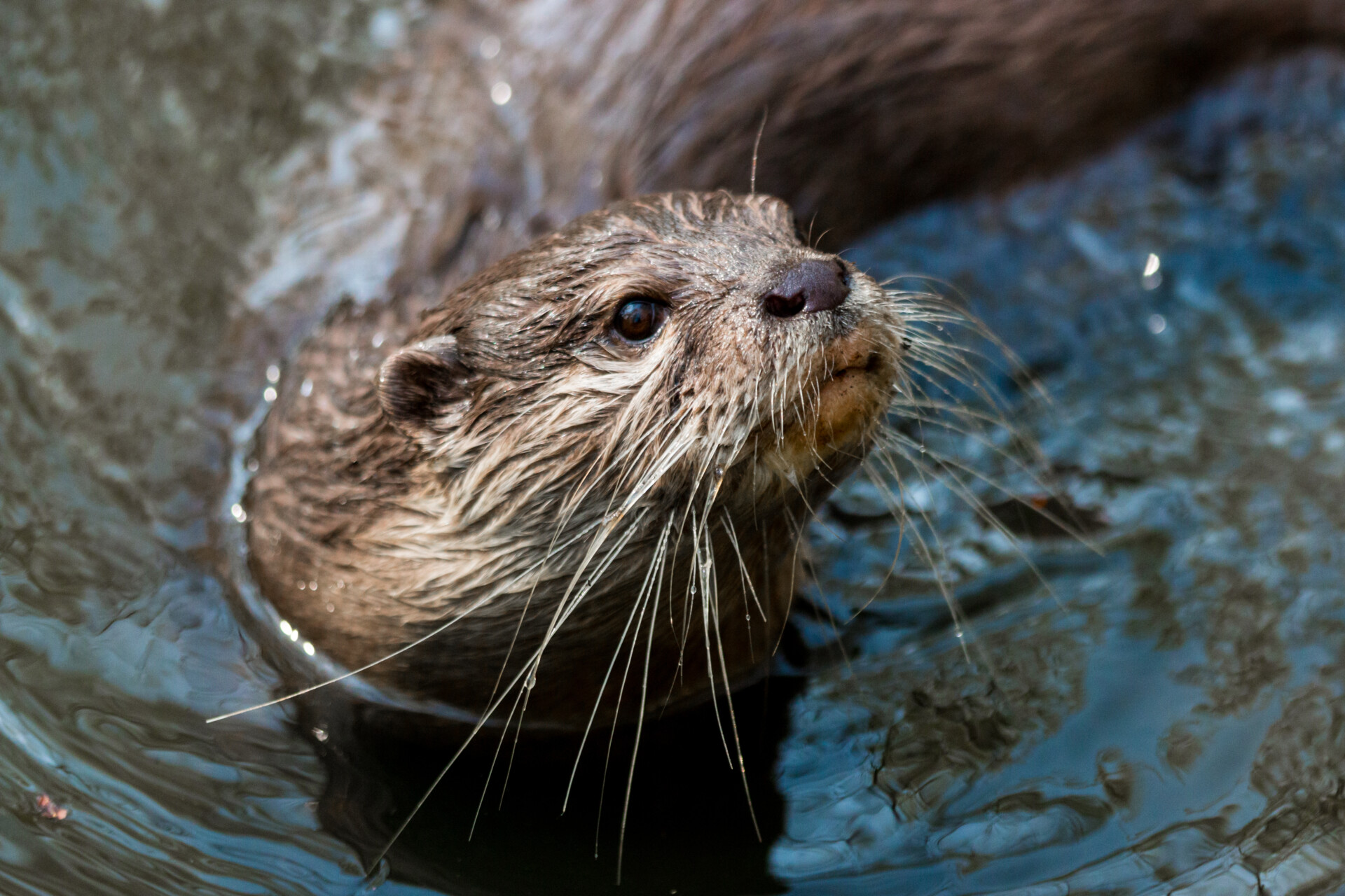 South Texas Natives: River Otter ~ San Antonio River Authority