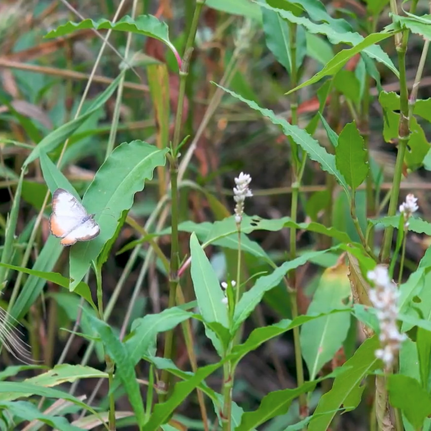 A butterfly on plants