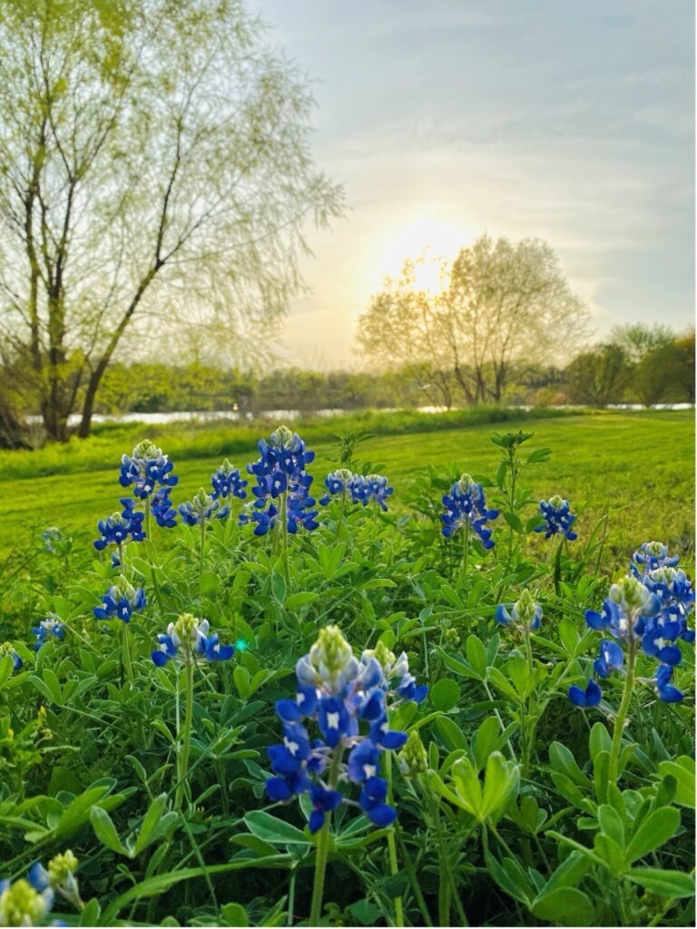 Bluebonnet field at Espada Park