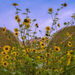 Confluence Park with sunflowers