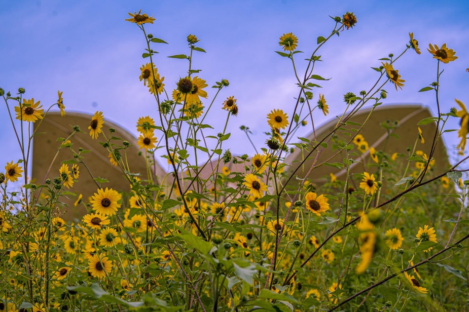 Confluence Park with sunflowers