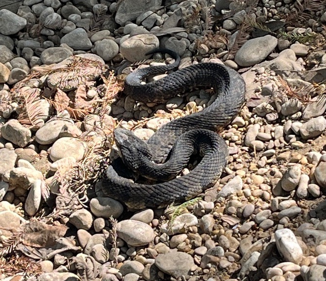 Cottonmouth snake on top of rocky road