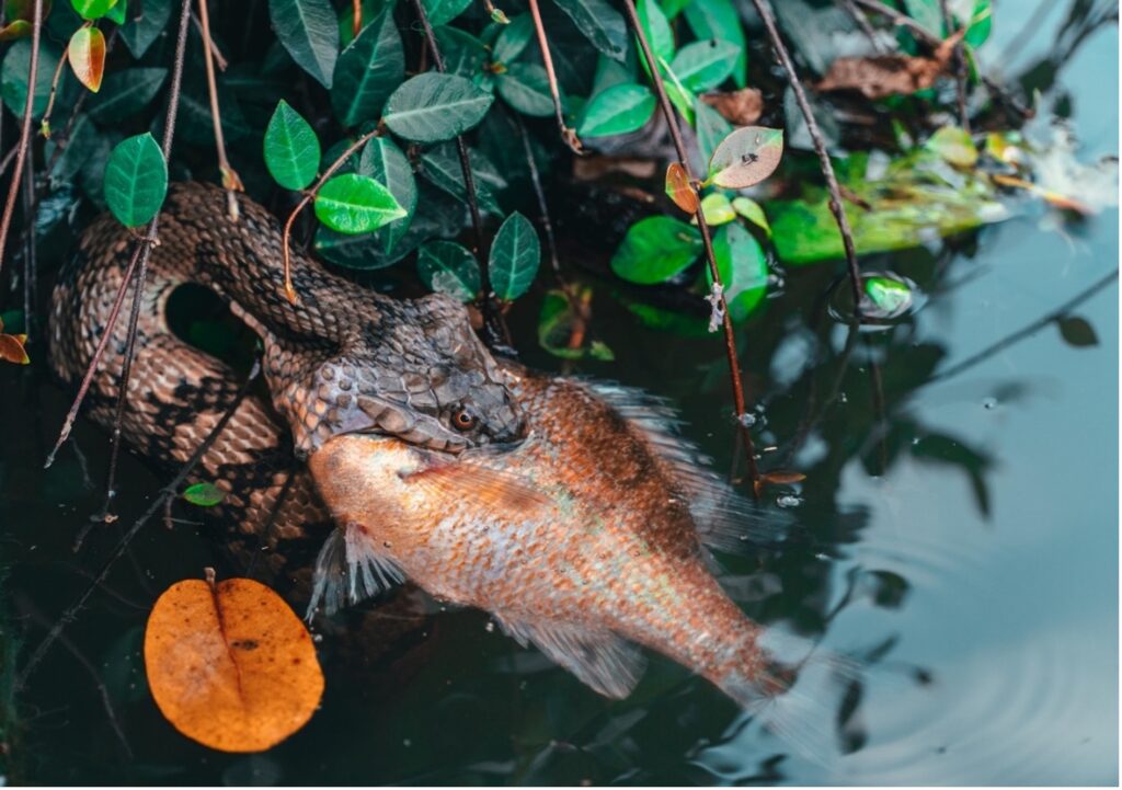 Diamondback watersnake devouring a fish