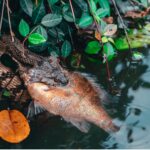 Diamondback watersnake devouring a fish