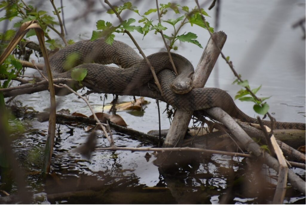 Diamondback water snake perched on a tree branch