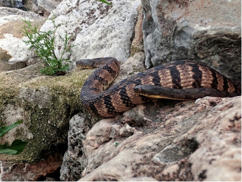 Two Diamondback water snakes peak out of rocky cave area.