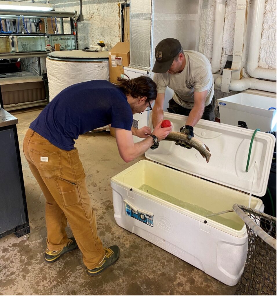 Two men handle a fish near cooler