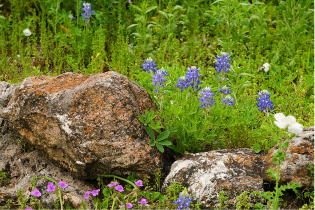 Wildflowers in Goliad