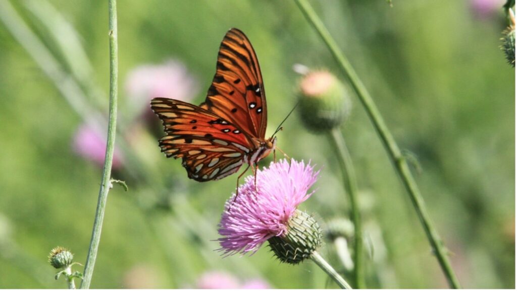 Butterfly perched on the flower