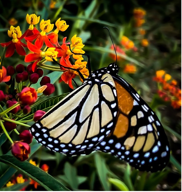 Monarch Butterfly