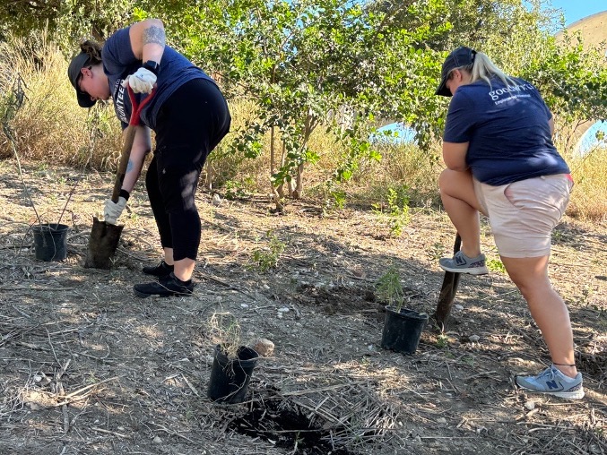 Volunteers dig holes to plant trees.