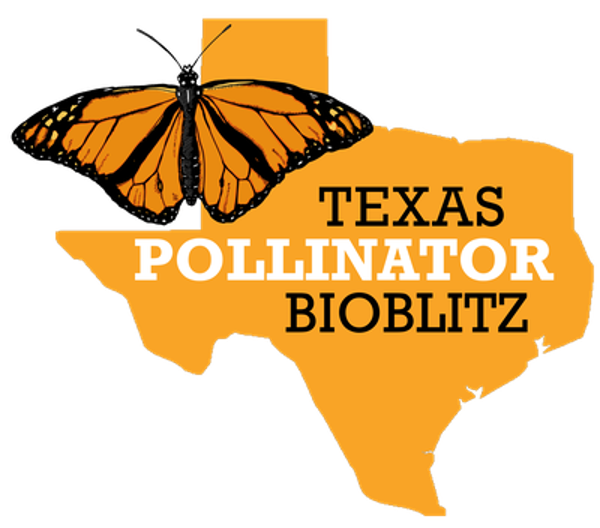 Texas Pollinator Bioblitz