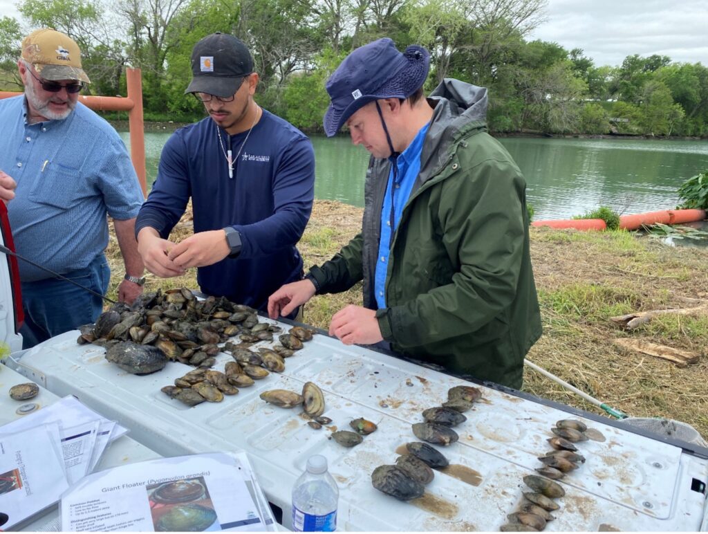 Three scientists tag mussels on a table