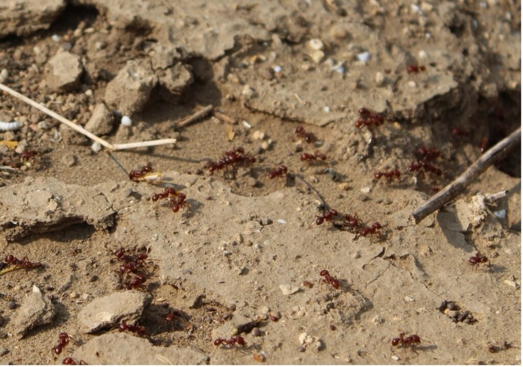 Ants cover the dirt ground