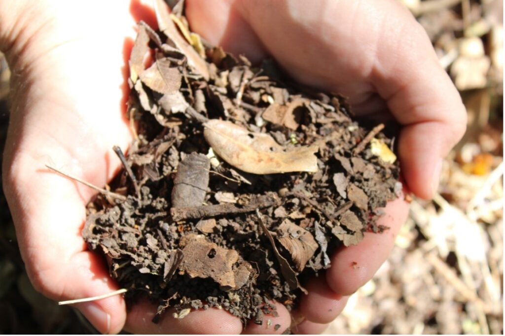 Two hands cup soil in their palms