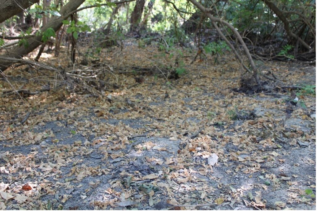 Ground full of leaves