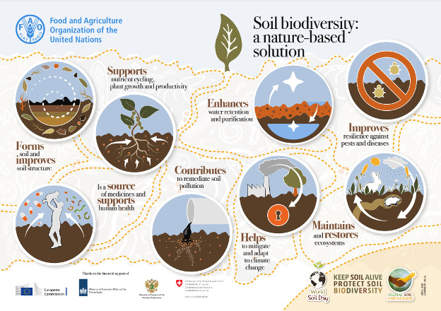 Infographic explaining soil biodiversity