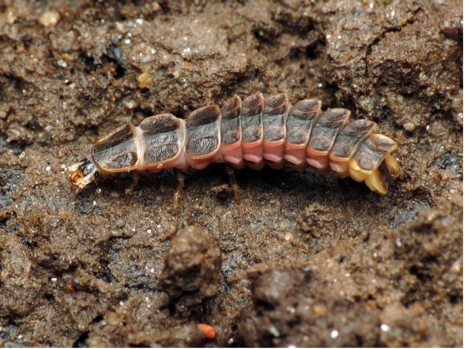 Large larvae of firefly on the ground