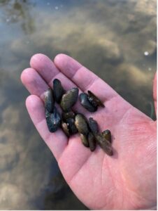 Mussels in that palm of a hand