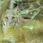 Bobcat