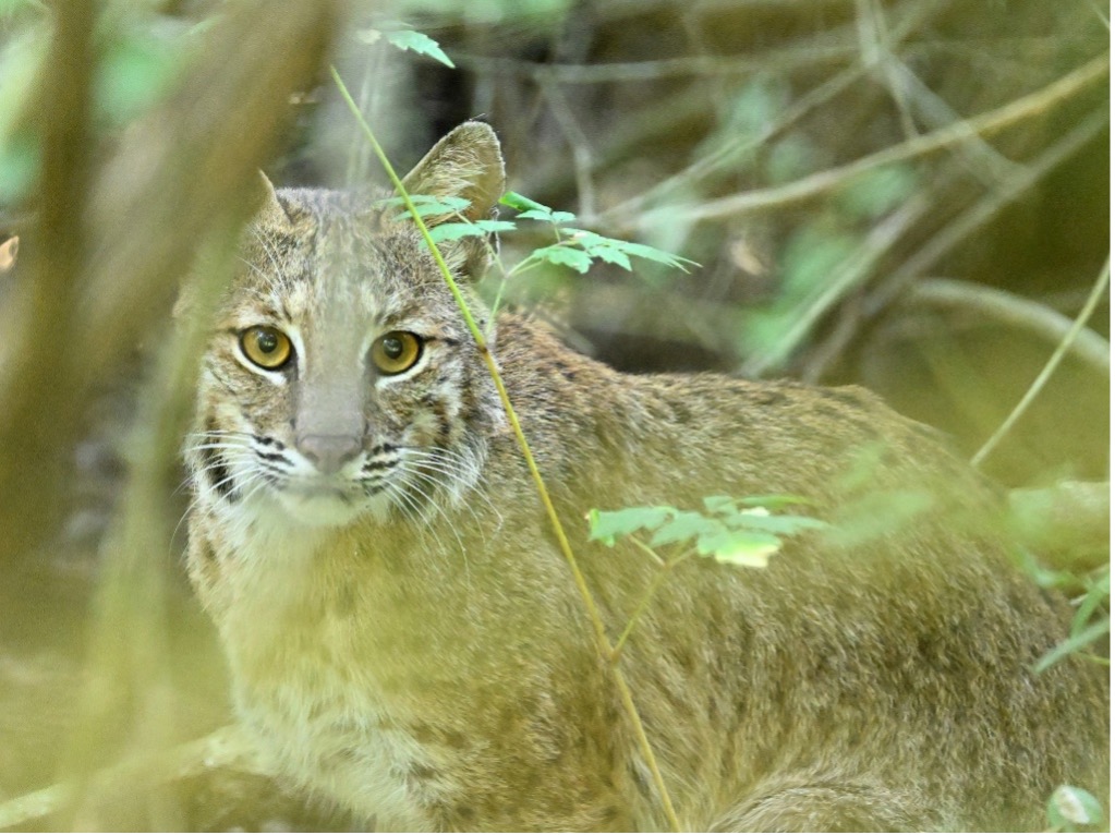 Bobcat