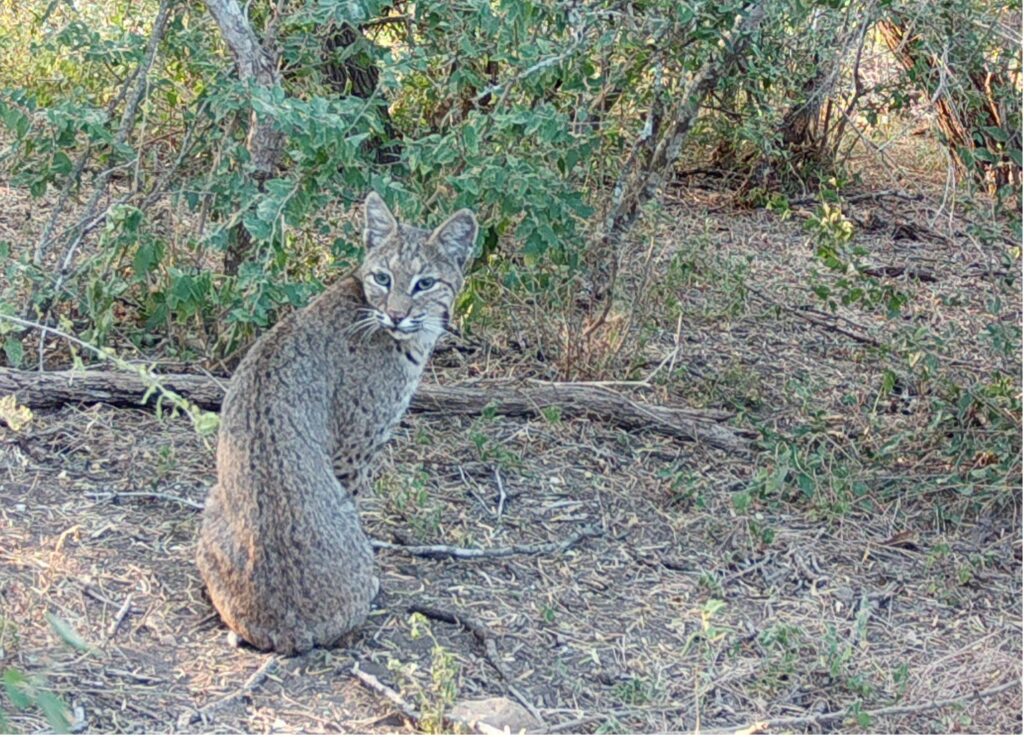 Bobcat