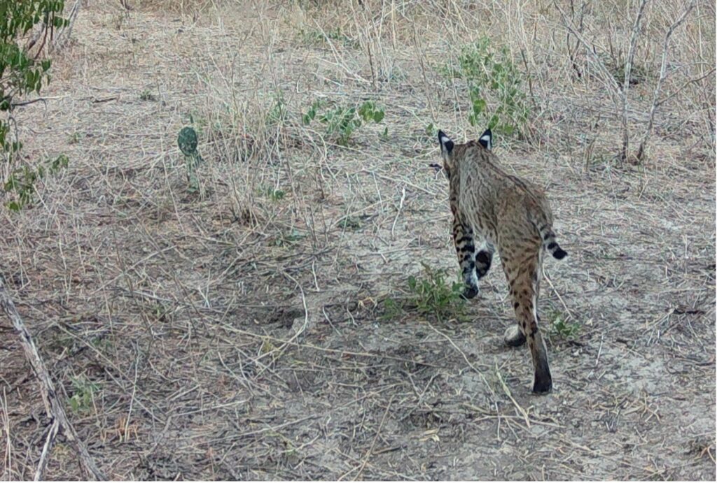 Bobcat