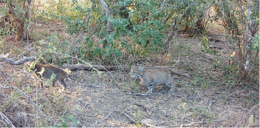 Three bobcats hiding in the brush