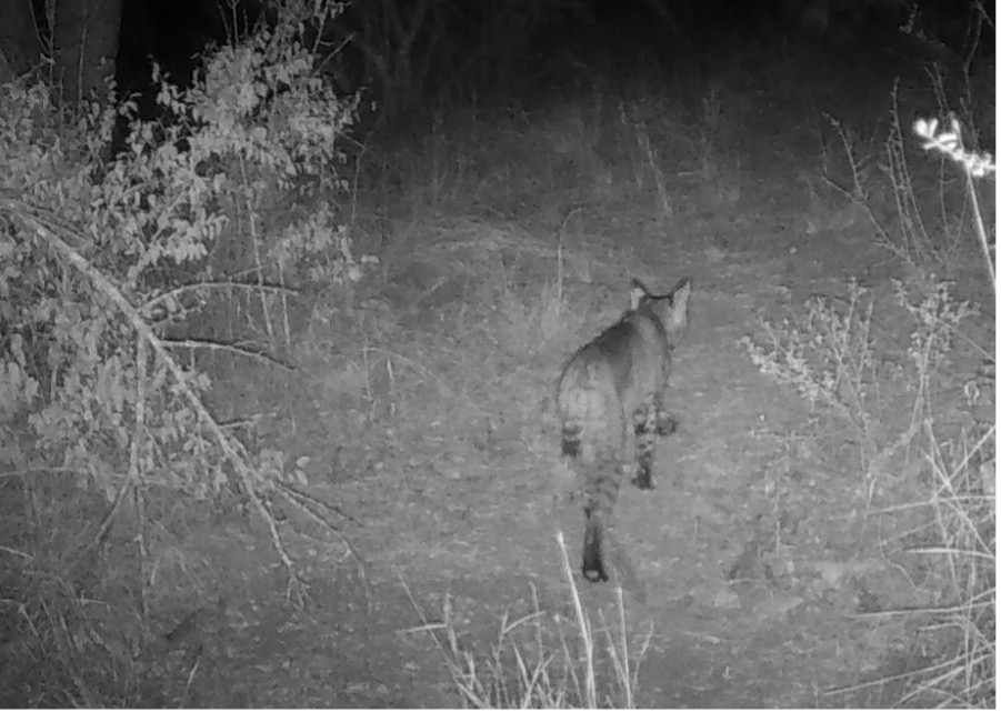 Bobcat